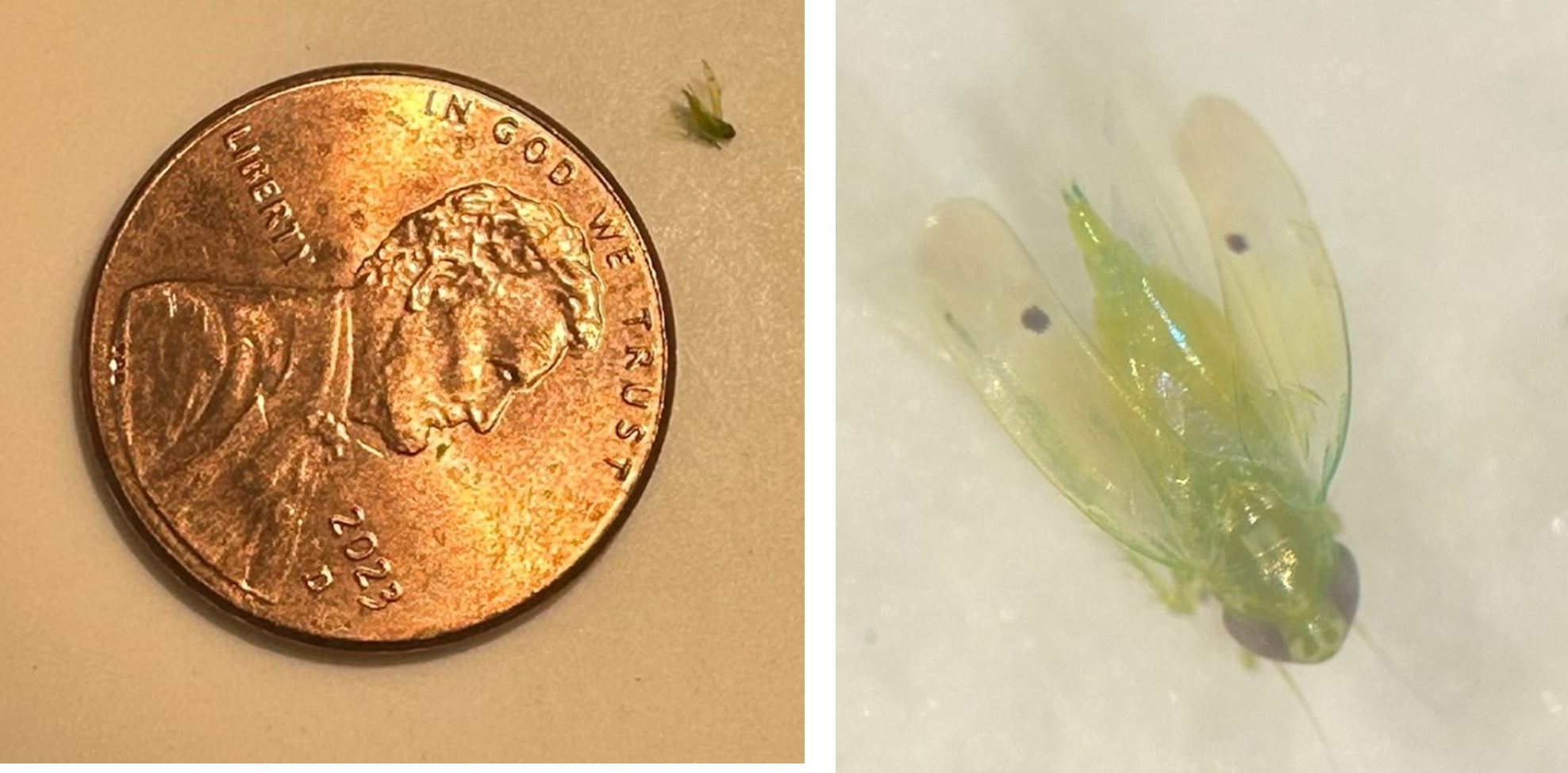 Cotton Jassids Detected in Tensas Parish Cotton Fields